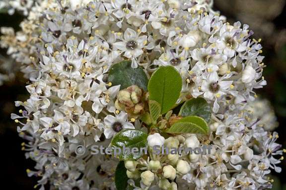 ceanothus megacarpus 2 graphic